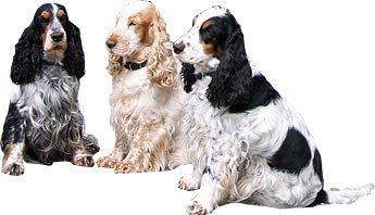 3 Cockerspaniels